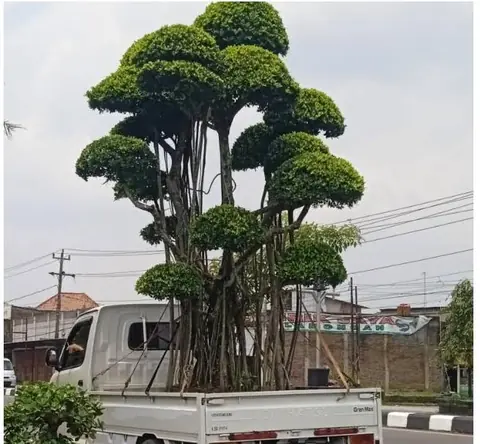 Pohon bonsai besar dengan tajuk bertingkat di samping jalan