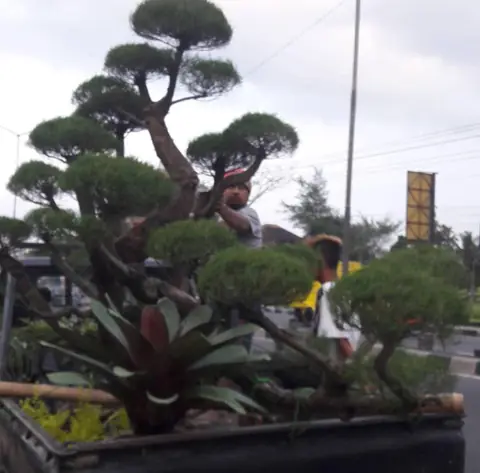 Bonsai besar berbatang melengkung di antara tanaman berdaun merah