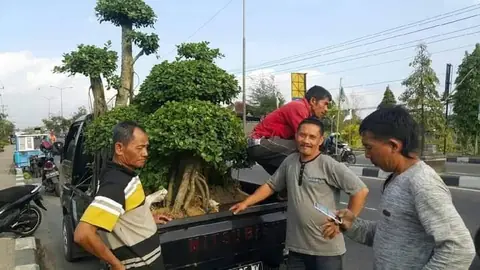 Beberapa orang berdiri di dekat bonsai yang diangkut mobil bak
