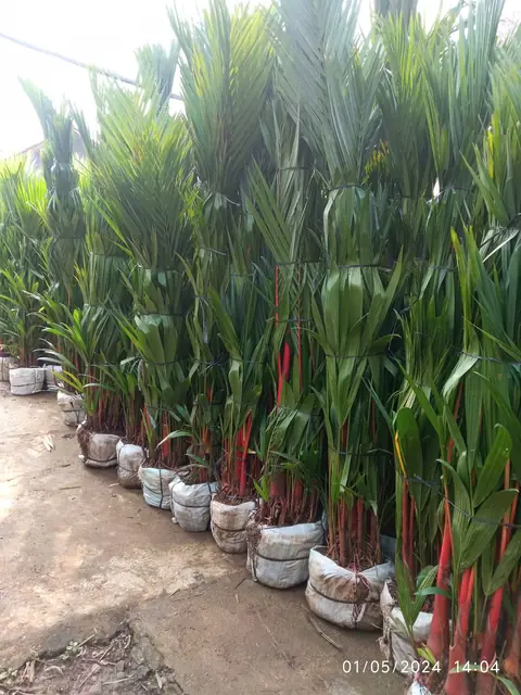 Deretan tanaman palem bergagang merah di dalam pot plastik