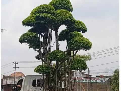 Pohon bonsai besar dengan tajuk bertingkat