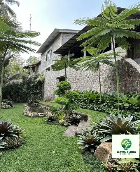 Taman luas dengan rumput, pohon pakis, dan tanaman bromelia