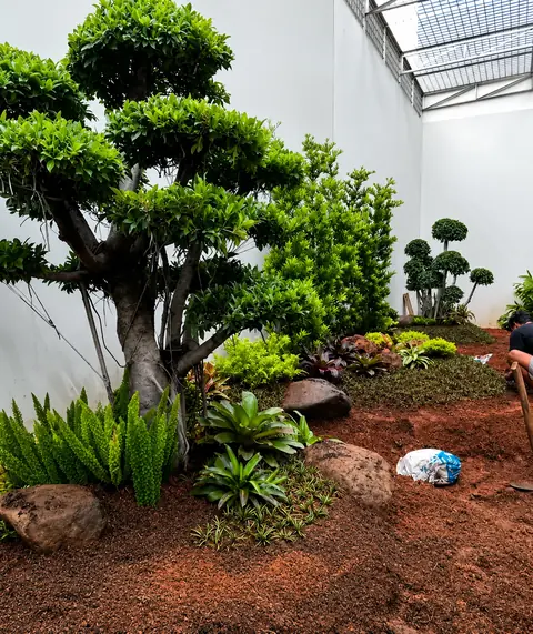 Bonsai dan tanaman di sudut taman berdinding putih